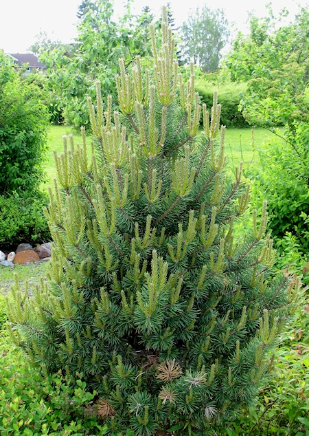 Pinus sylvestris f. fastigiata